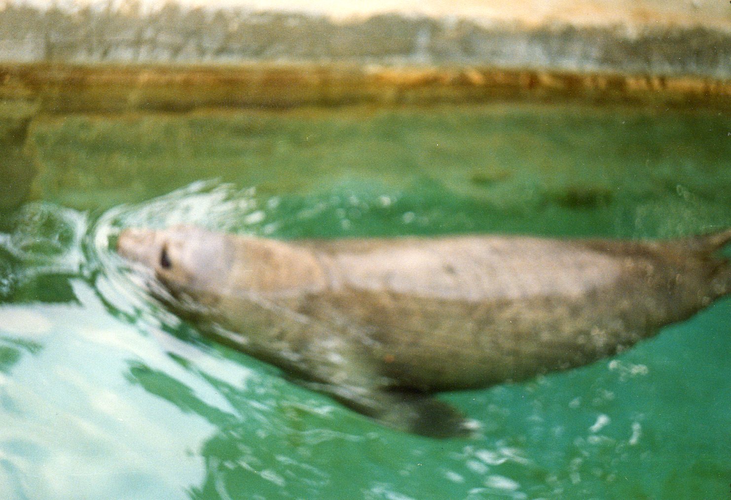 Southern Elephant Seal