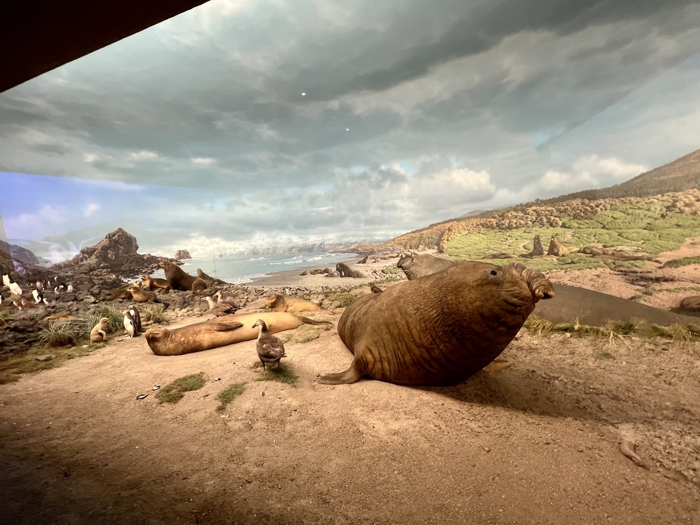 Southern Elephant Seal