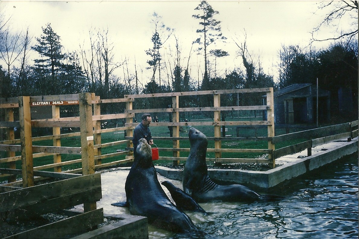 Southern Elephant Seals  Gog and Magog 1965