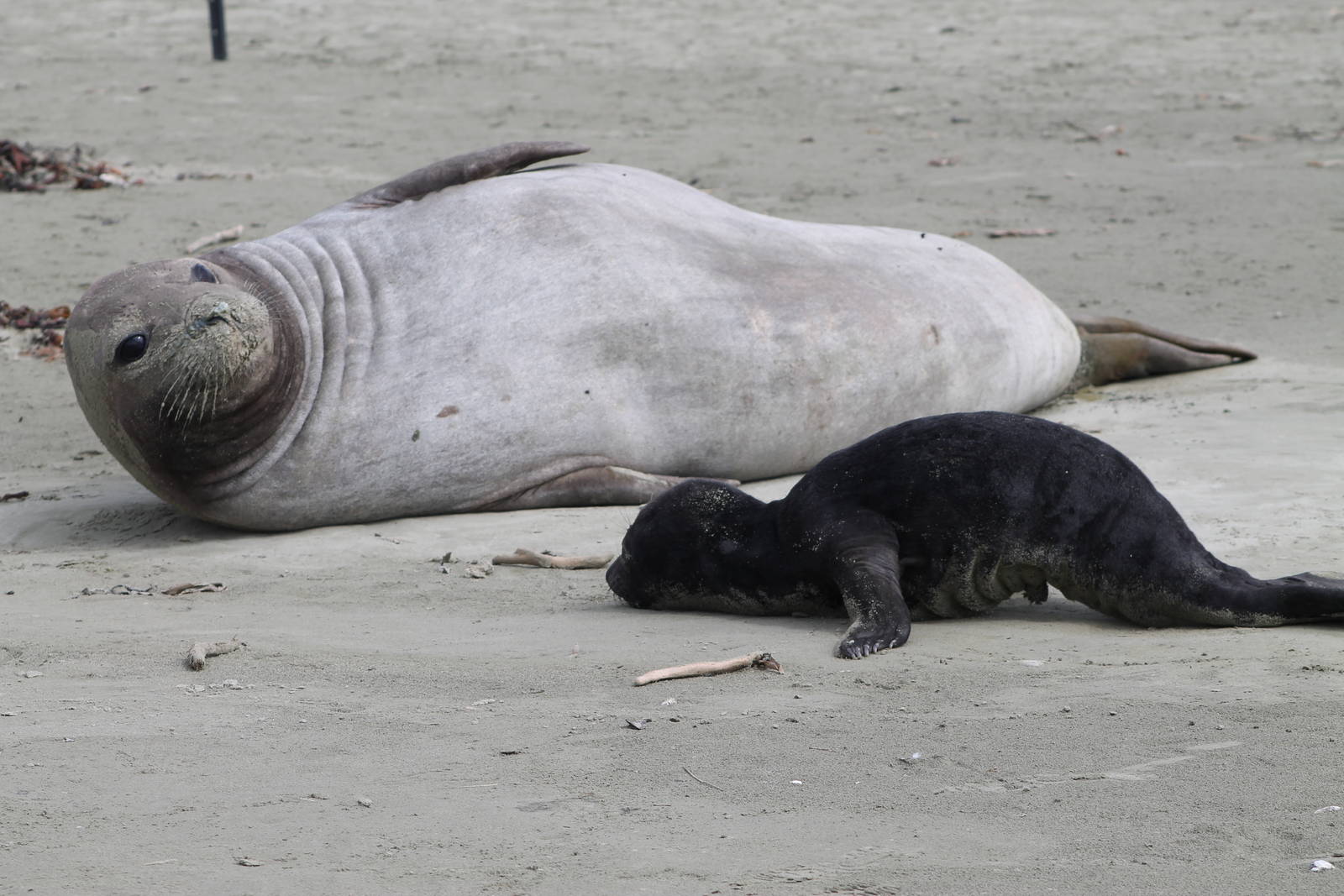Southern Elephant Seals (Mirounga leonina)