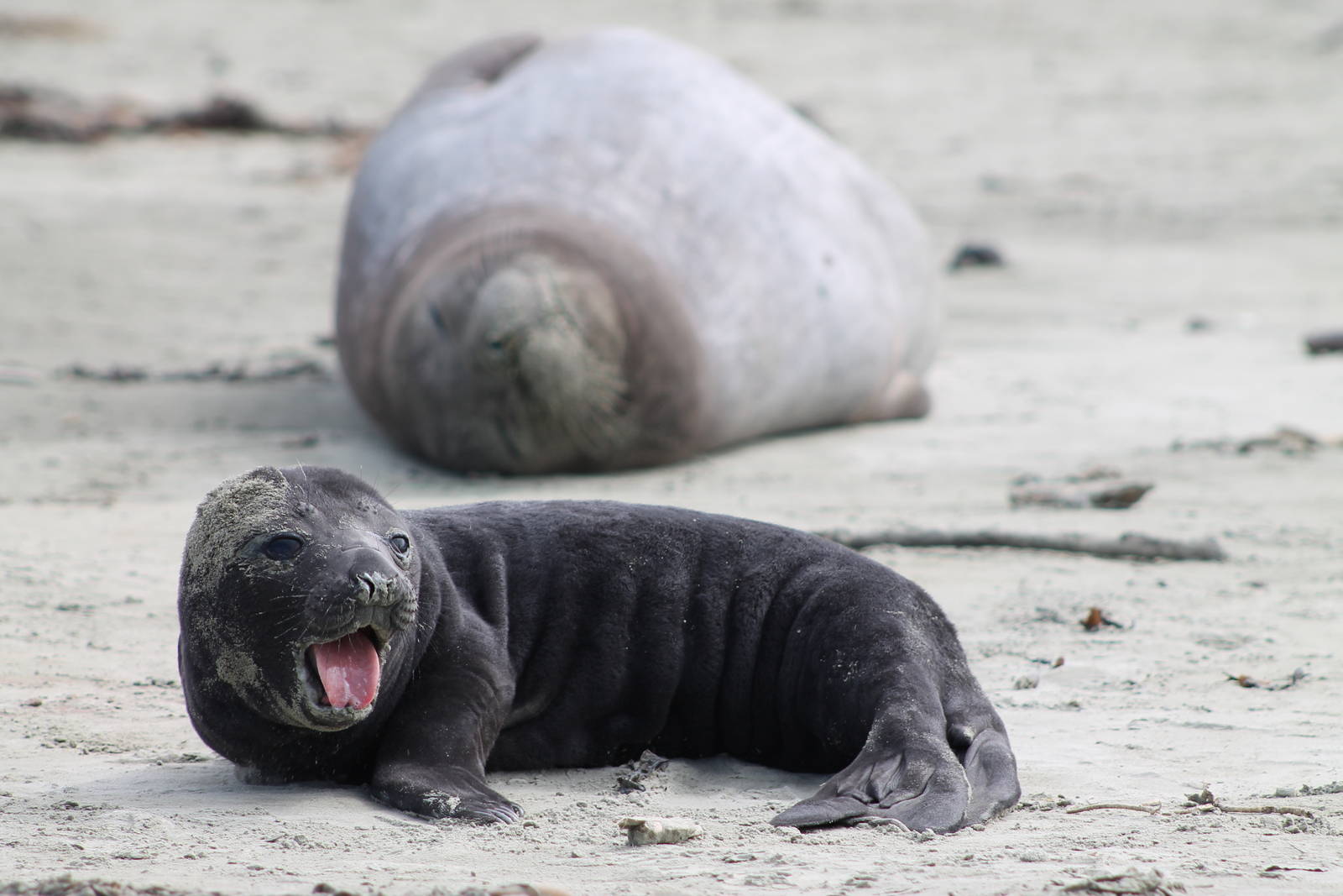 Southern Elephant Seals (Mirounga leonina)