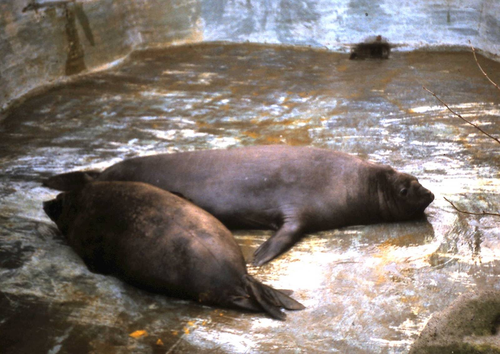 Southern elephant seals
