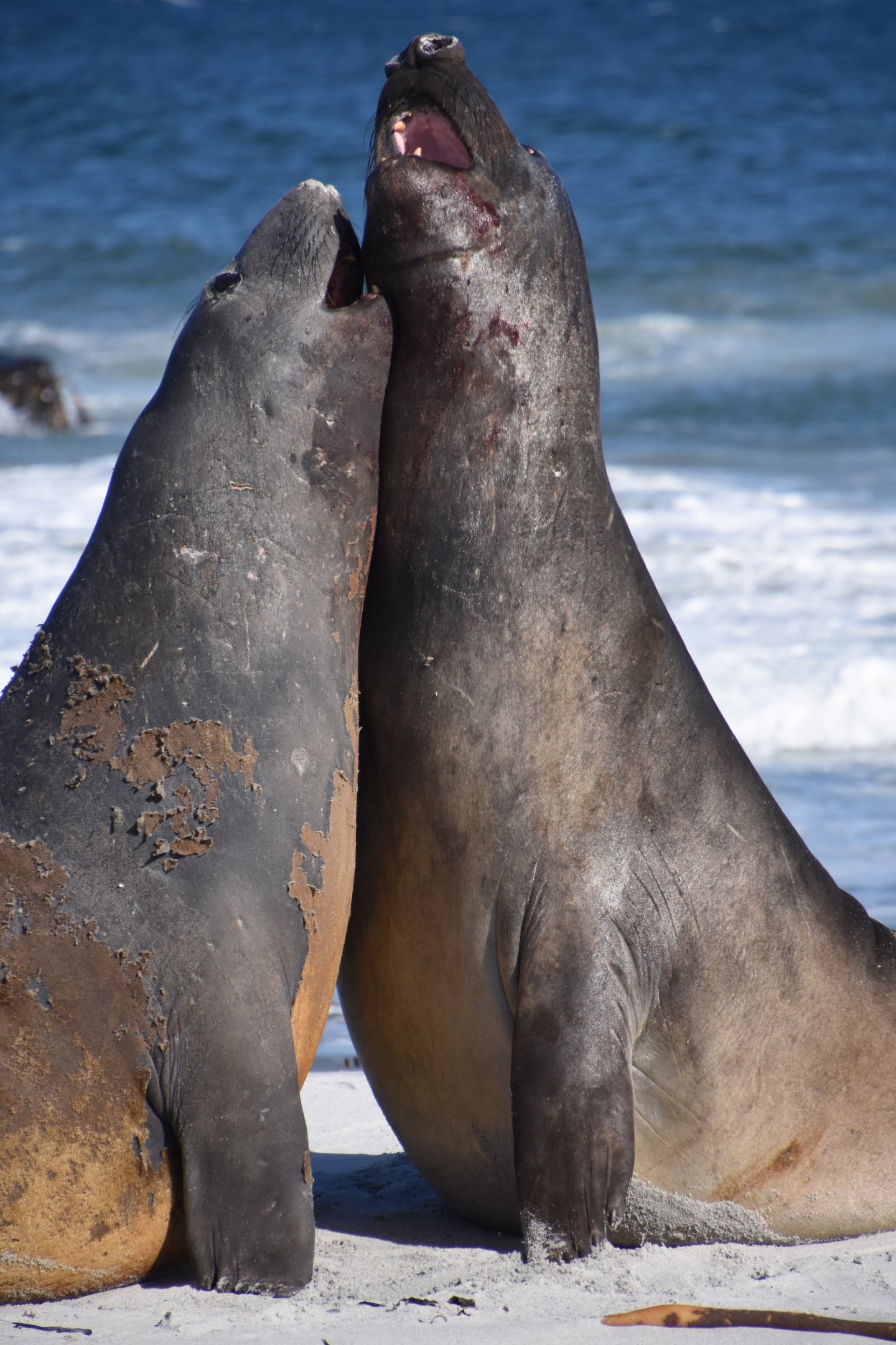 Southern elephant seals