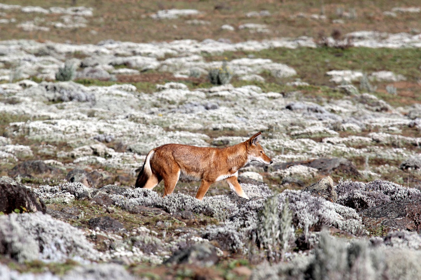 Southern Ethiopian wolf or Simien jackal (Canis simensis citernii)