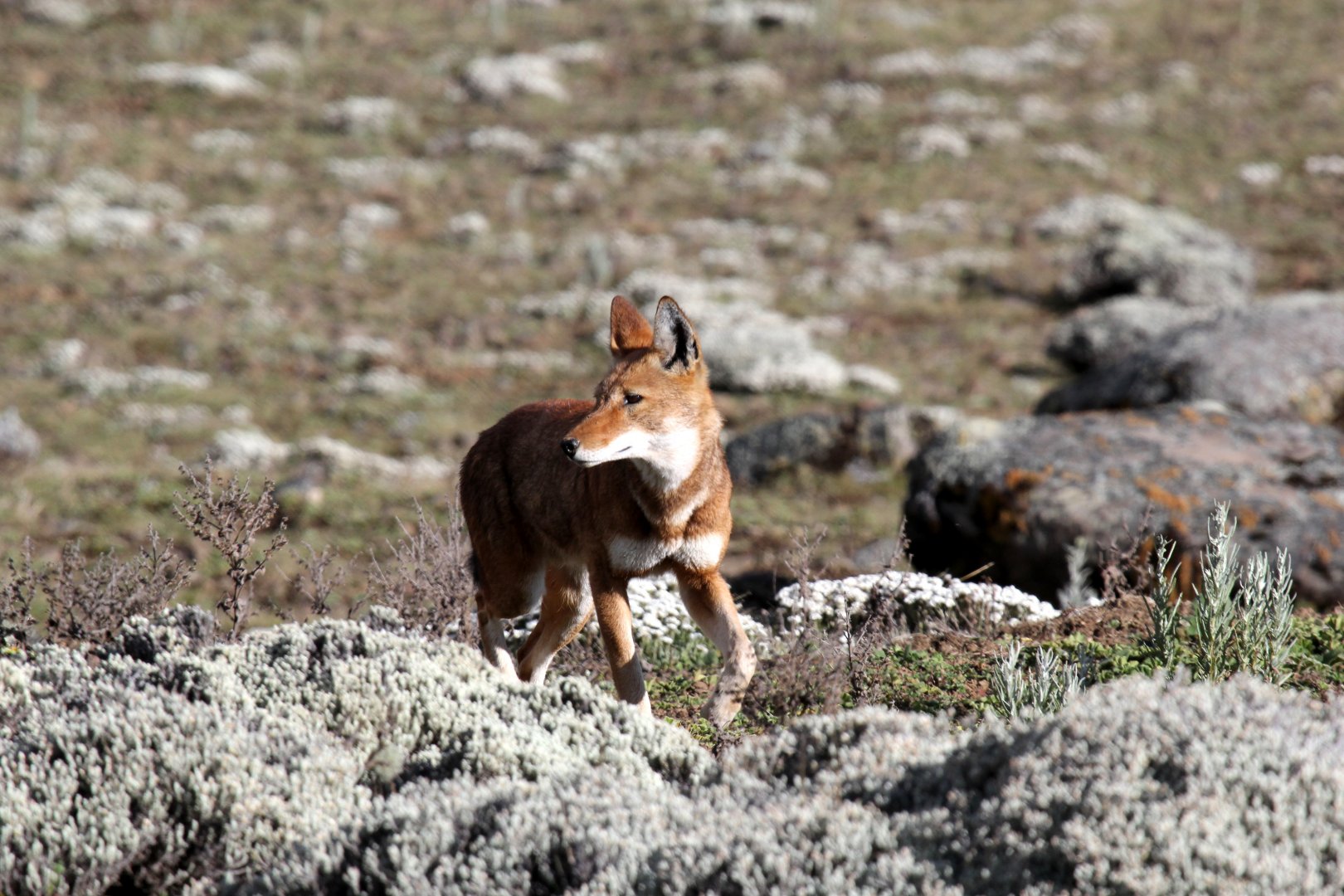 Southern Ethiopian wolf or Simien jackal (Canis simensis citernii)