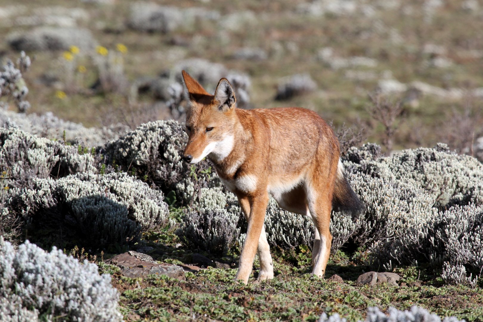 Southern Ethiopian wolf or Simien jackal (Canis simensis citernii)