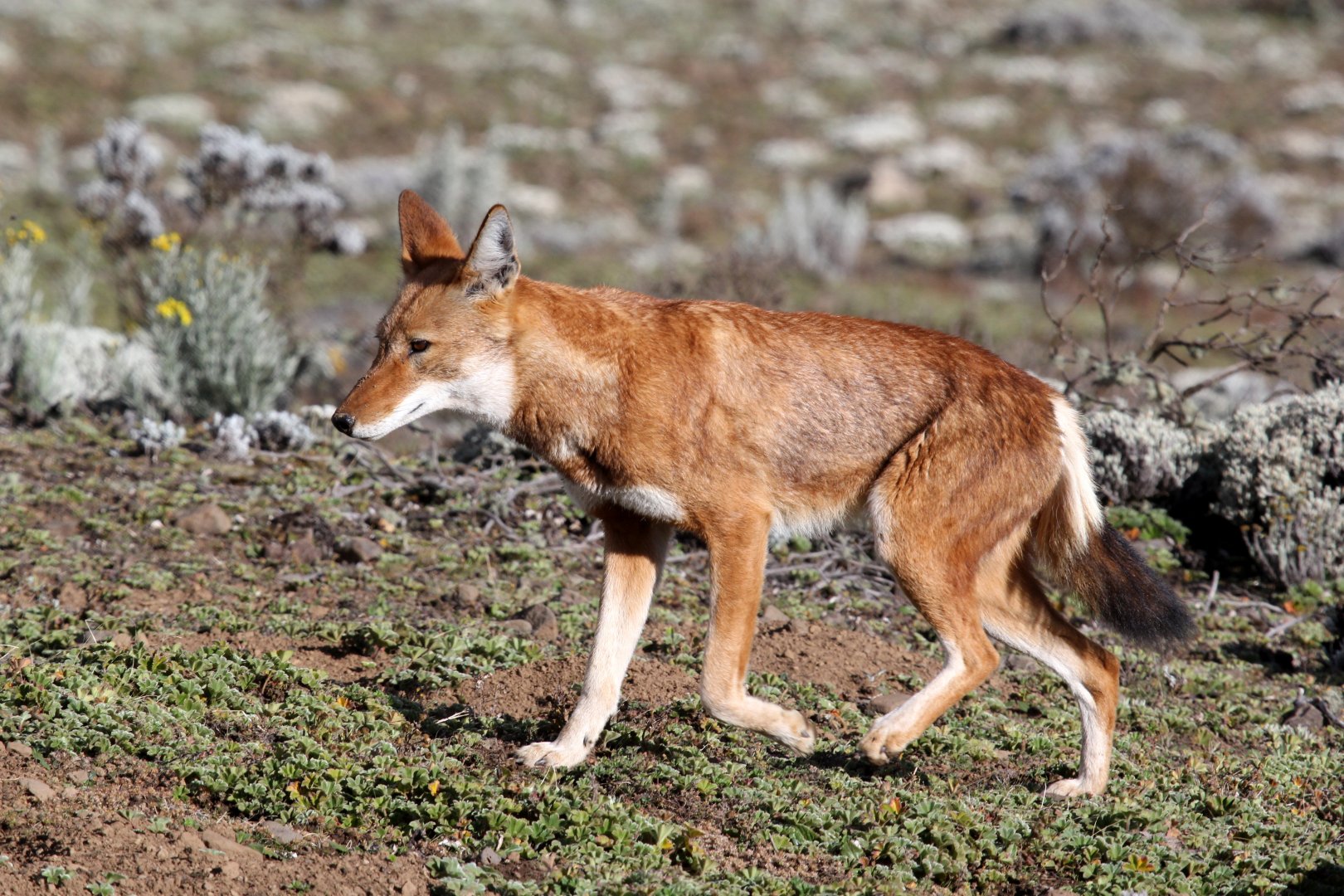 Southern Ethiopian wolf or Simien jackal (Canis simensis citernii)
