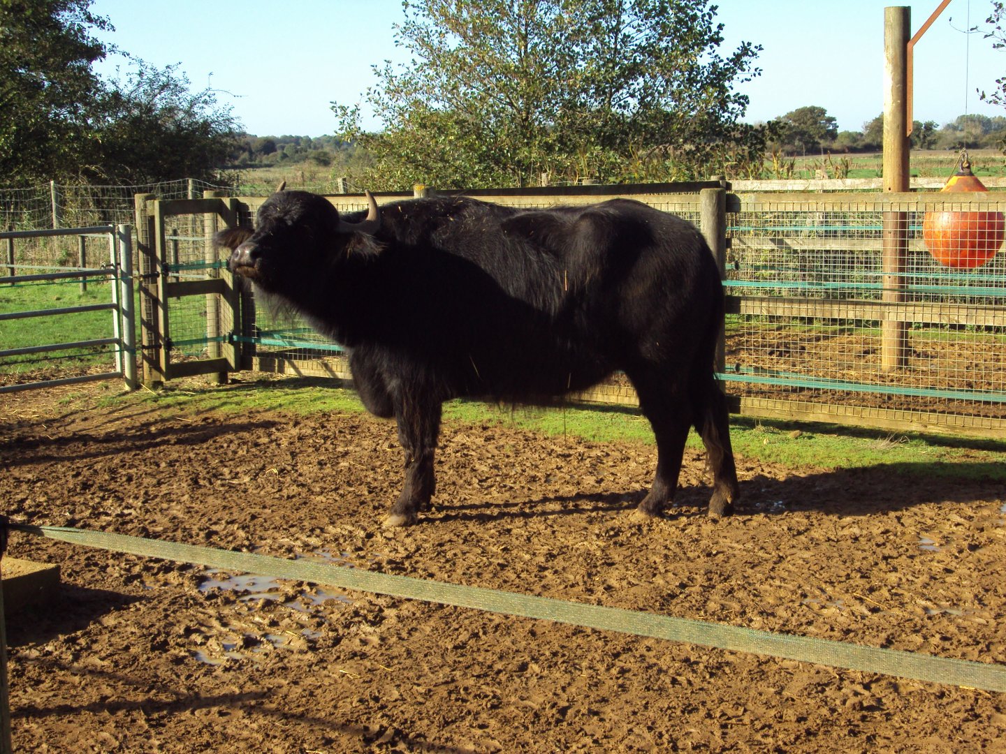 Southern European Water Buffalo 27/10/2019