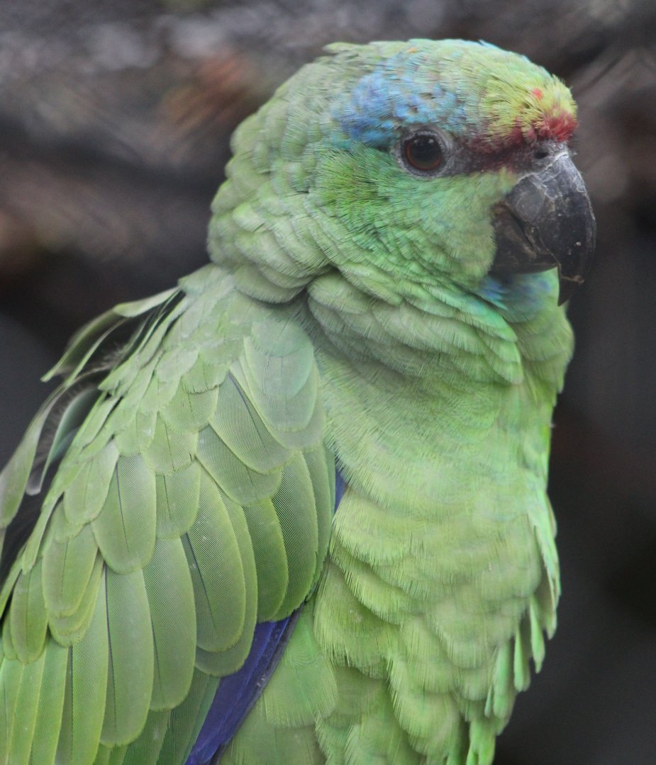 Southern festive amazon