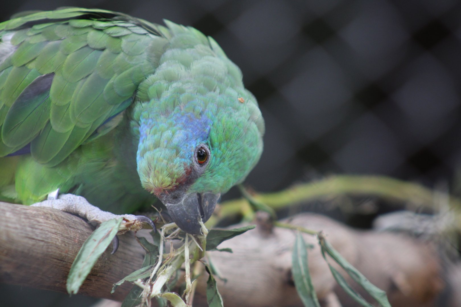 Southern Festive Amazon
