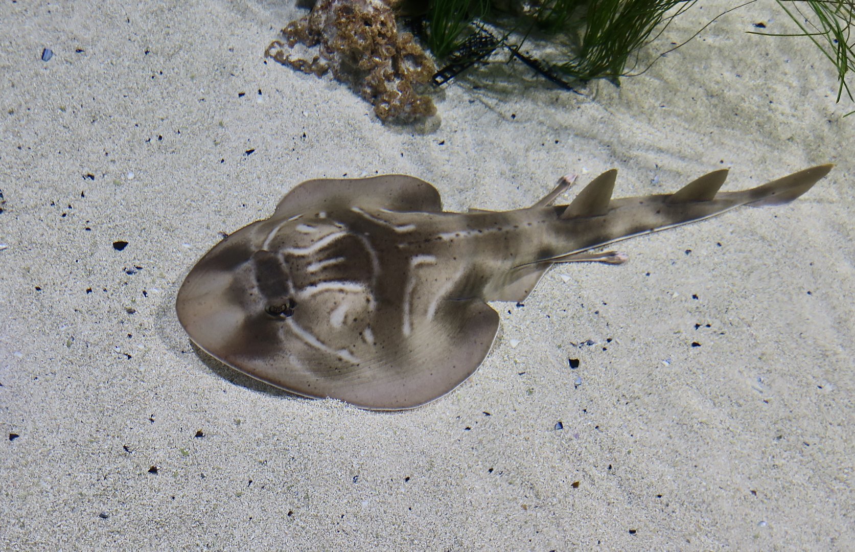 Southern Fiddlenose Ray (Trygonorrhina dumerilii)