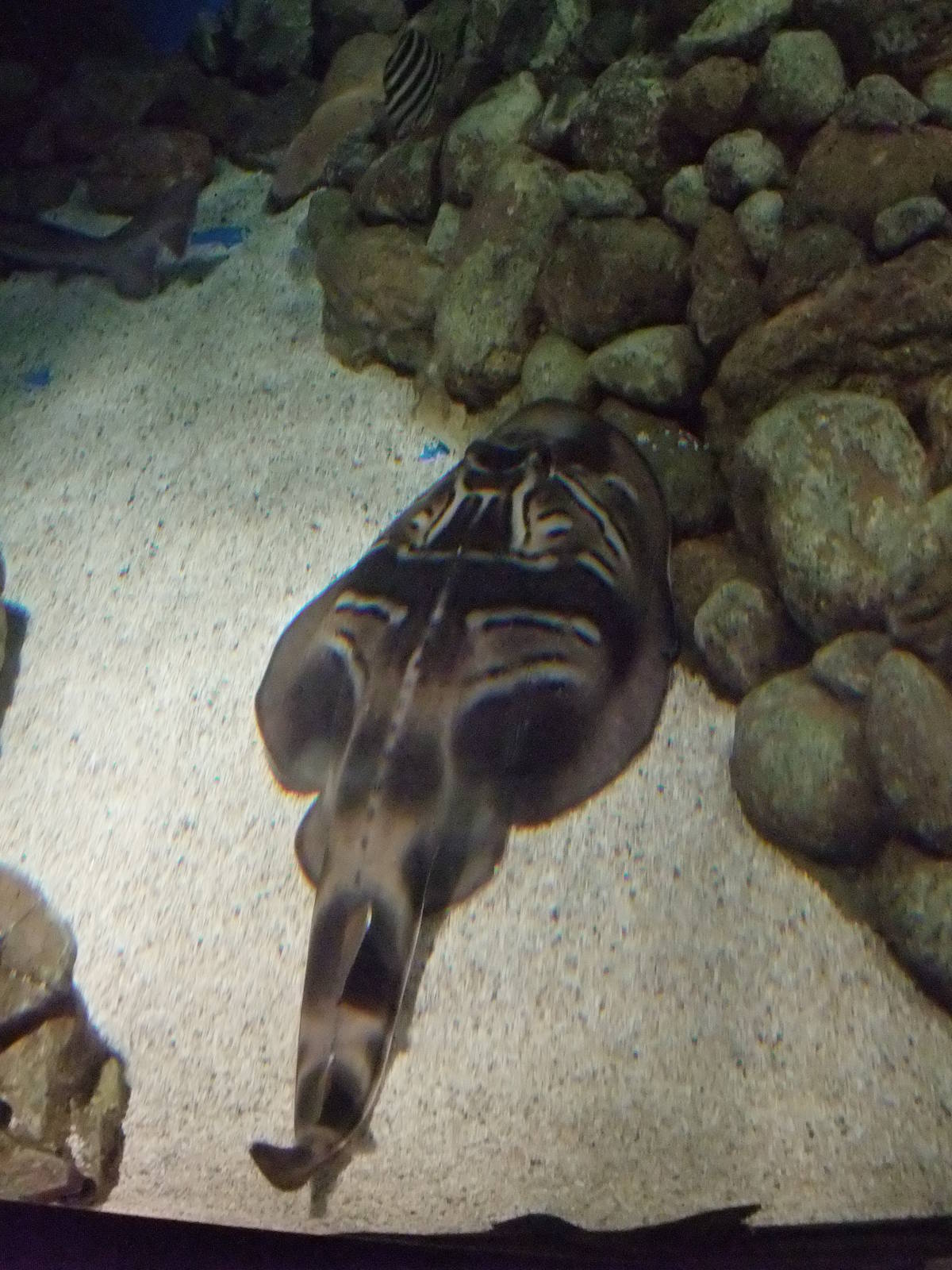 Southern Fiddler Ray at Lisbon Oceanarium, 25/05/11