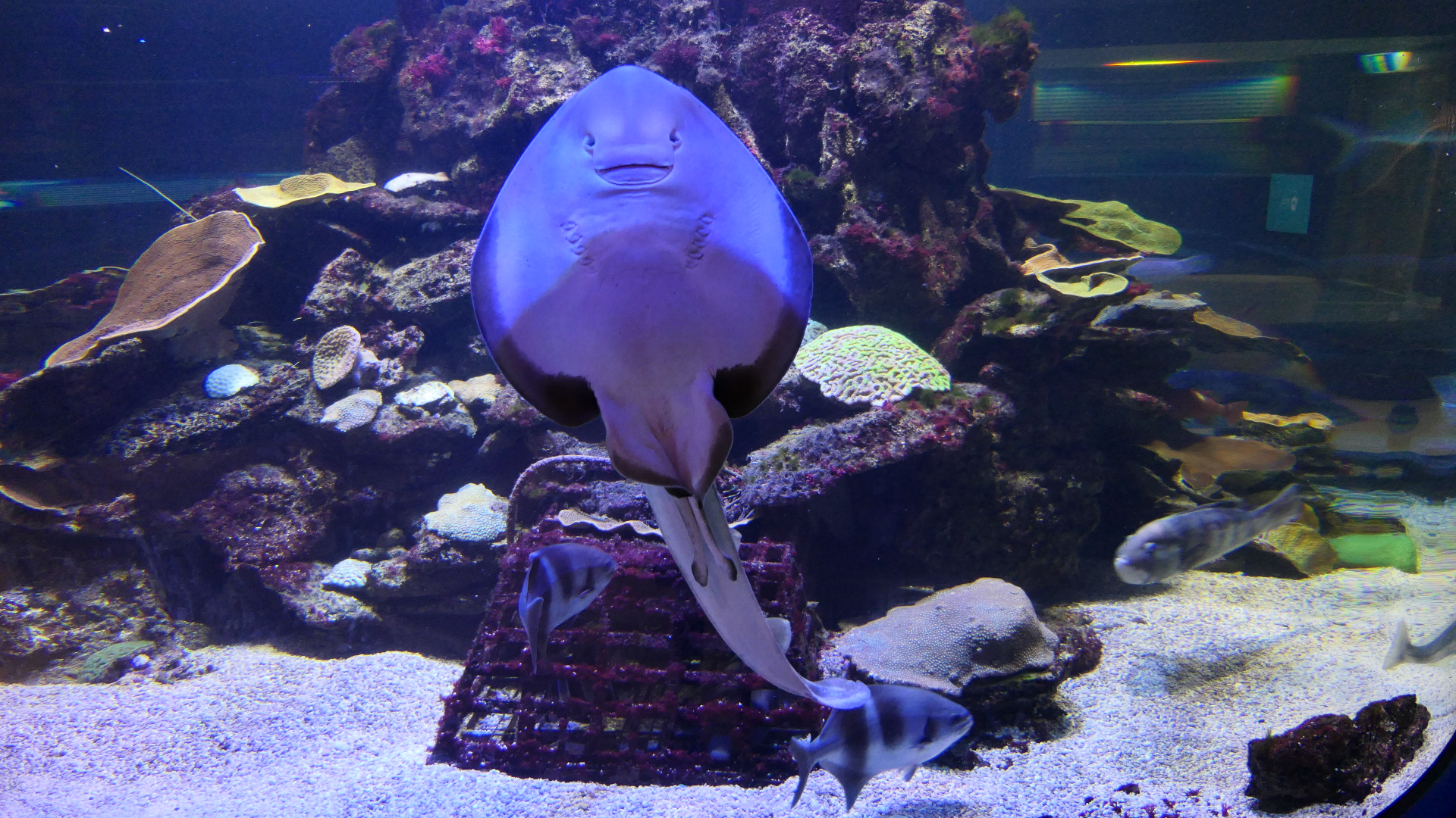 Southern Fiddler Ray (Trygonorrhina dumerilii) - Dolphin Discovery Centre, Bunbury