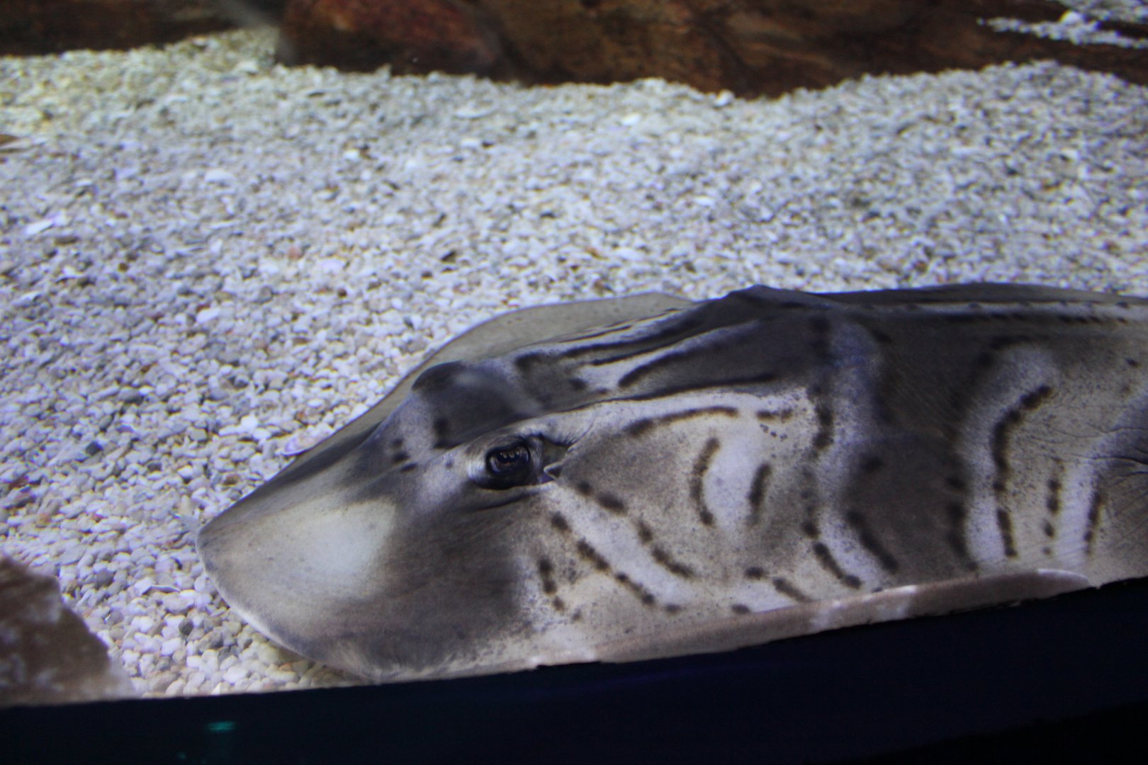 Southern Fiddler Ray (Trygonorrhina dumerilii)
