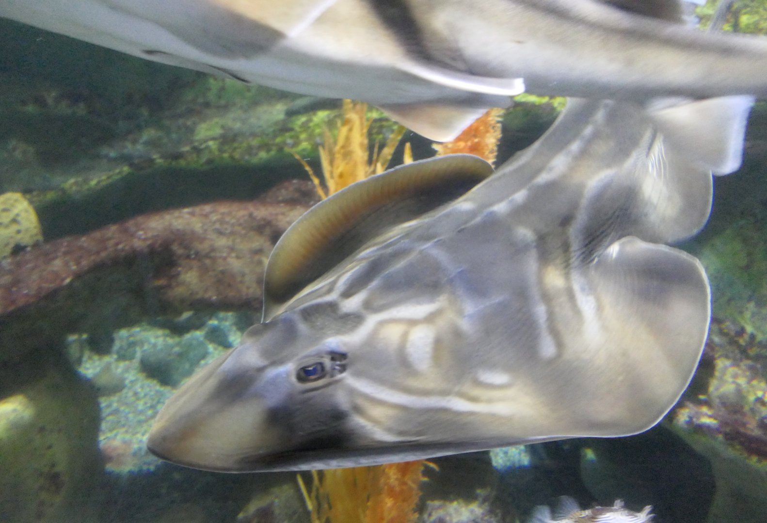 Southern Fiddler Ray (Trygonorrhina dumerilii)