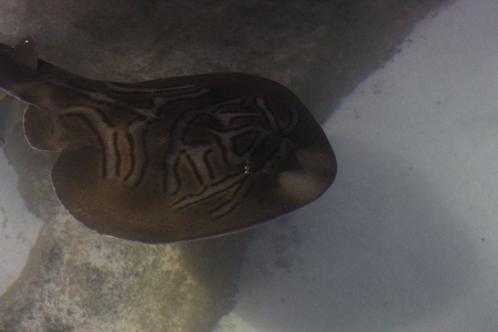 Southern Fiddler Ray