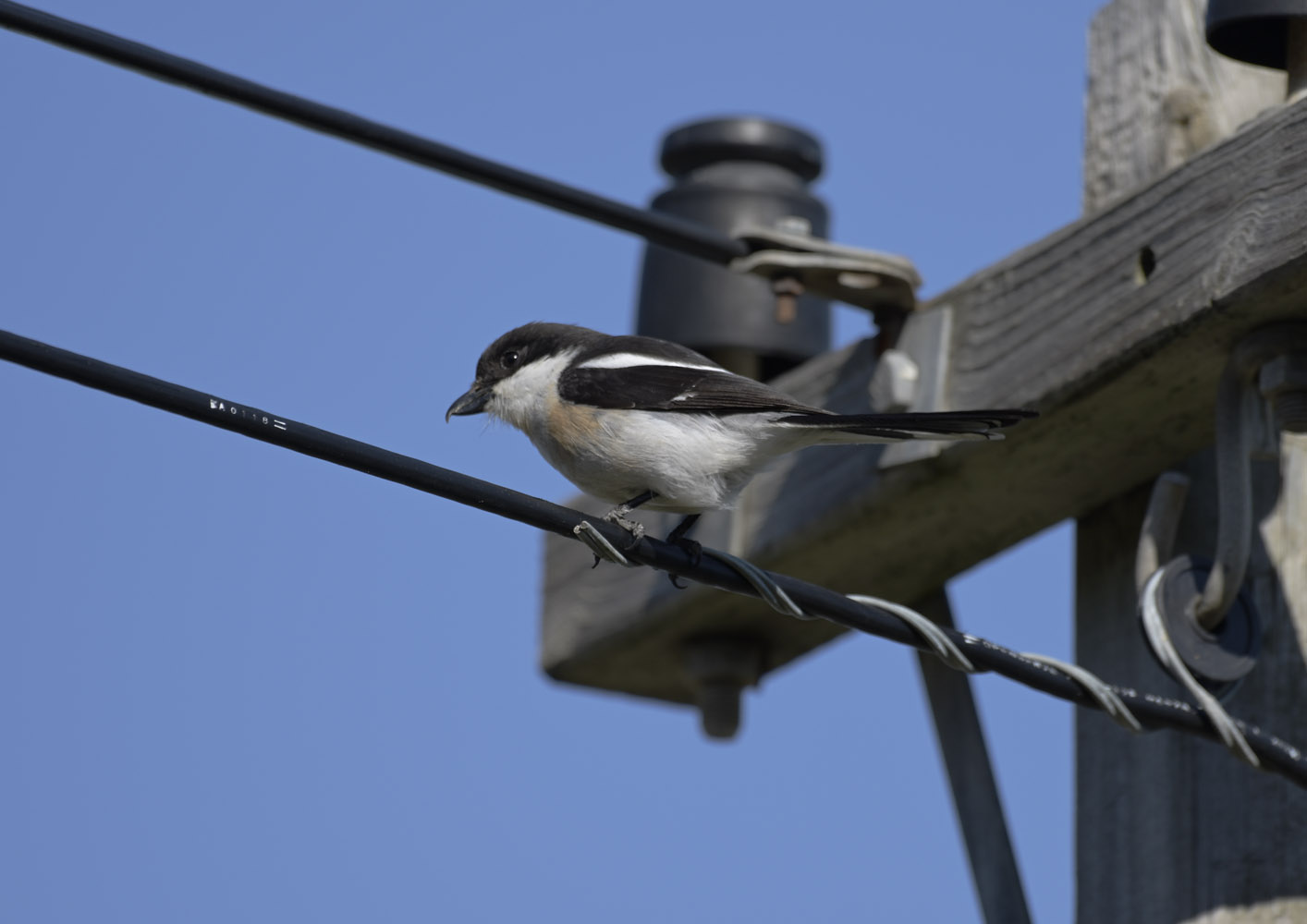Southern fiscal shrike