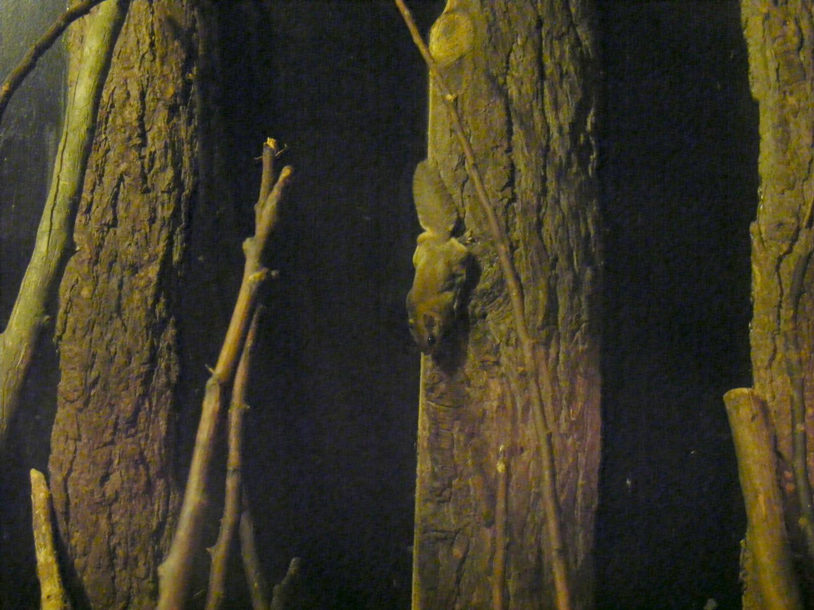 Southern flying squirrel at The Ark Animal Sanctuary, 22 April 2011