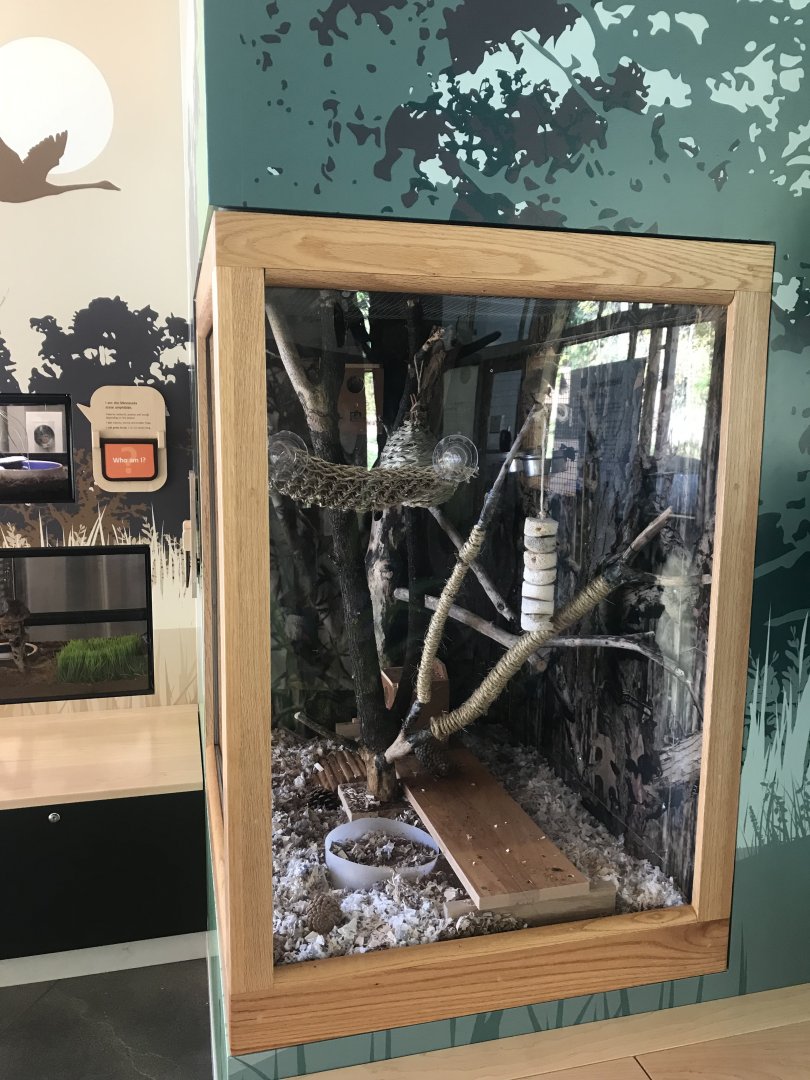 Southern Flying Squirrel Exhibit