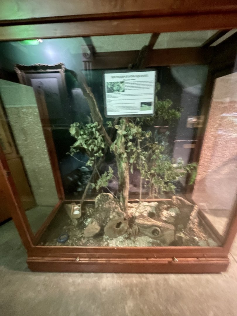 Southern Flying Squirrel Exhibit