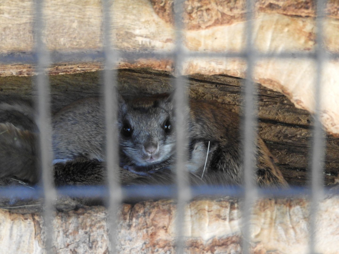 Southern Flying Squirrel (Glaucomys volans)