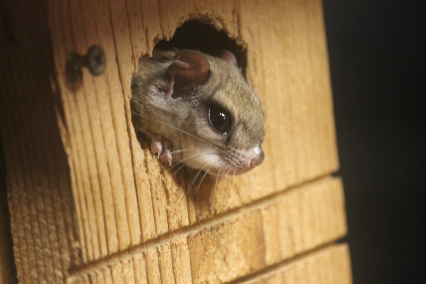 Southern Flying Squirrel (Glaucomys volans)