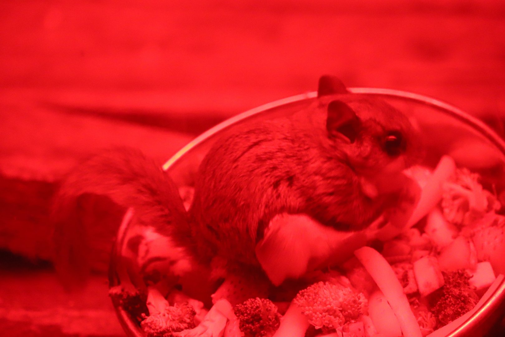 Southern Flying Squirrel - Maine Wildlife Park