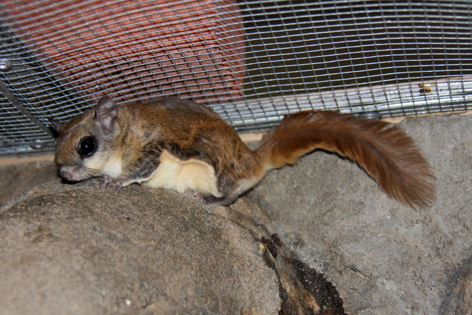 southern flying squirrel or the assapan (Glaucomys volans volans) 2010