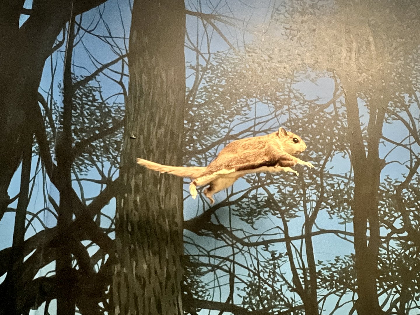 Southern Flying Squirrel