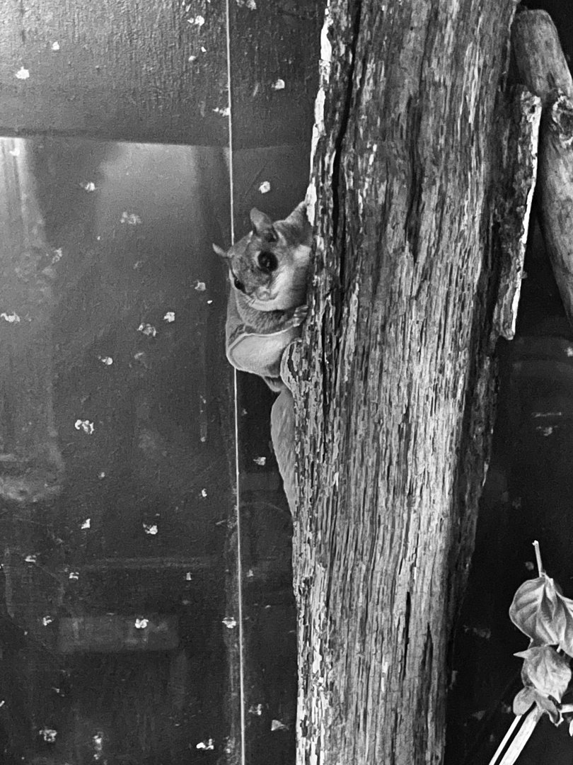 Southern Flying Squirrel