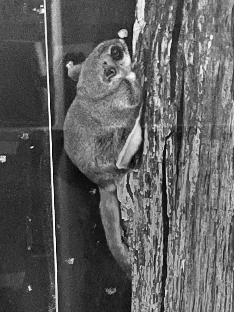 Southern Flying Squirrel