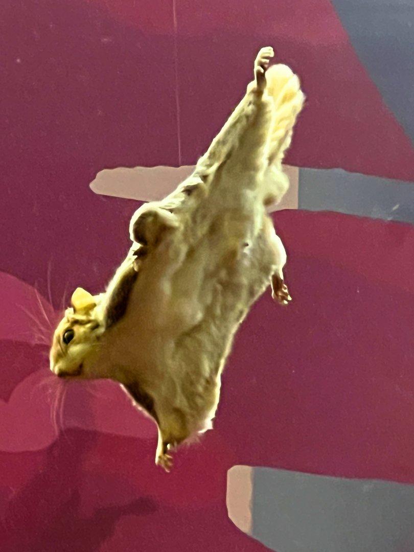 Southern Flying Squirrel