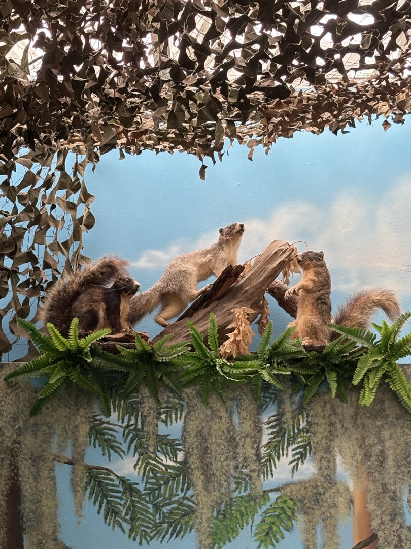 Southern Fox Squirrel taxidermy mount