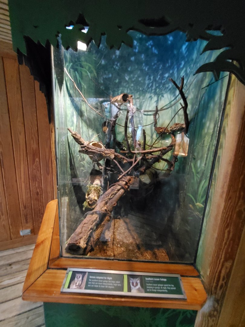 Southern Galago Exhibit - August 2021