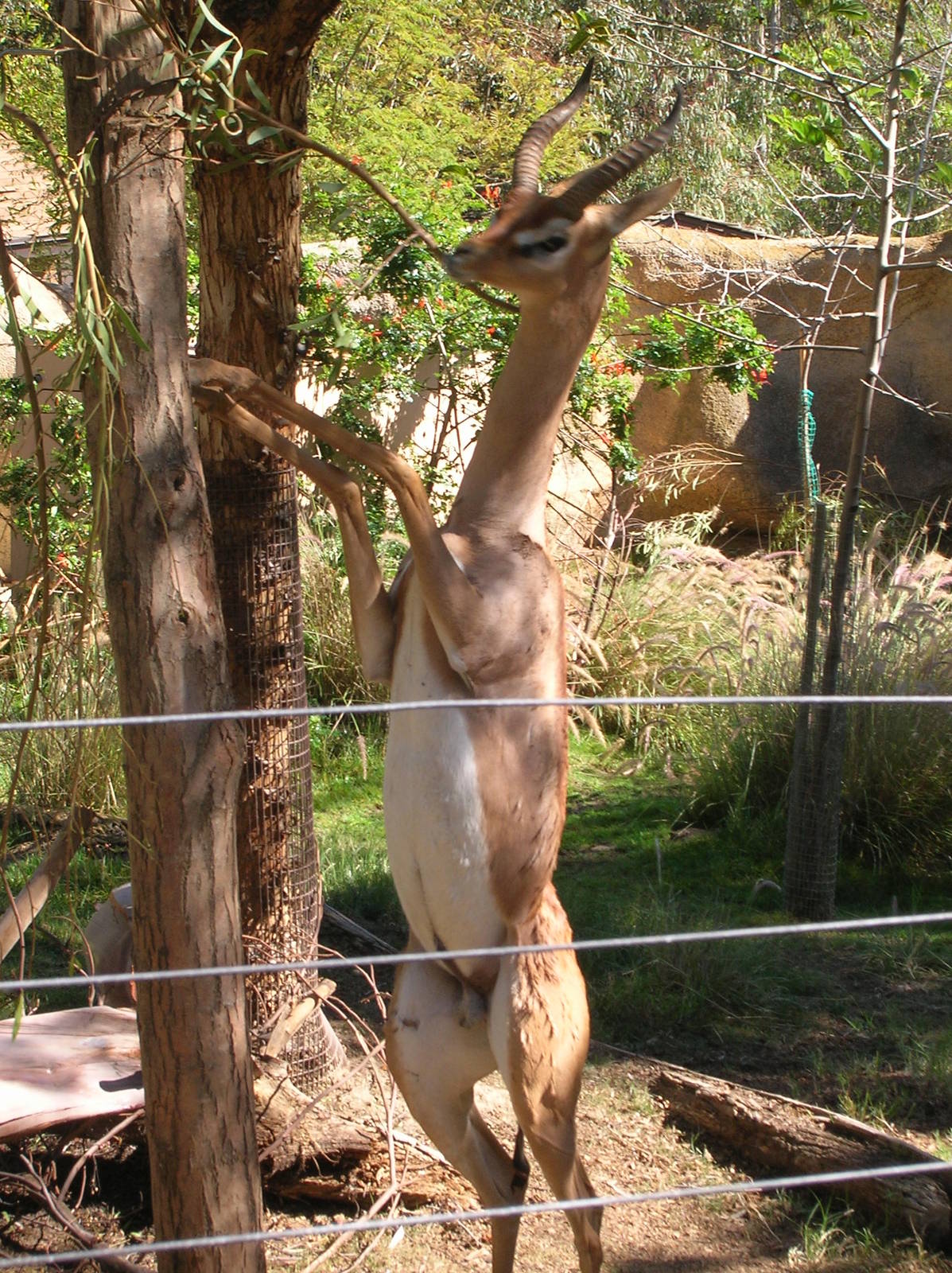 Southern Gerenuk 2-2-09