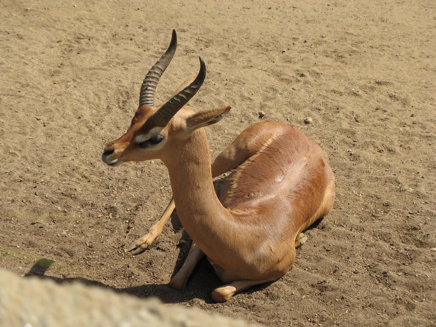 Southern Gerenuk (2008)