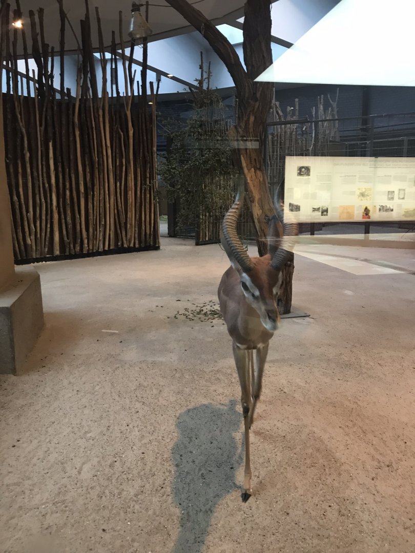 Southern gerenuk 290118