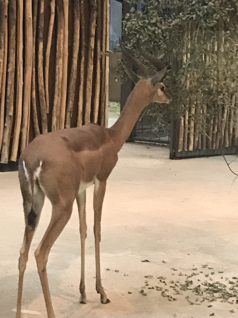 Southern gerenuk 290118