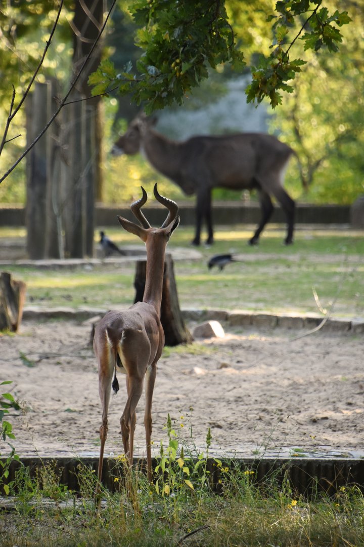Southern gerenuk and waterbuck, Litocranius walleri