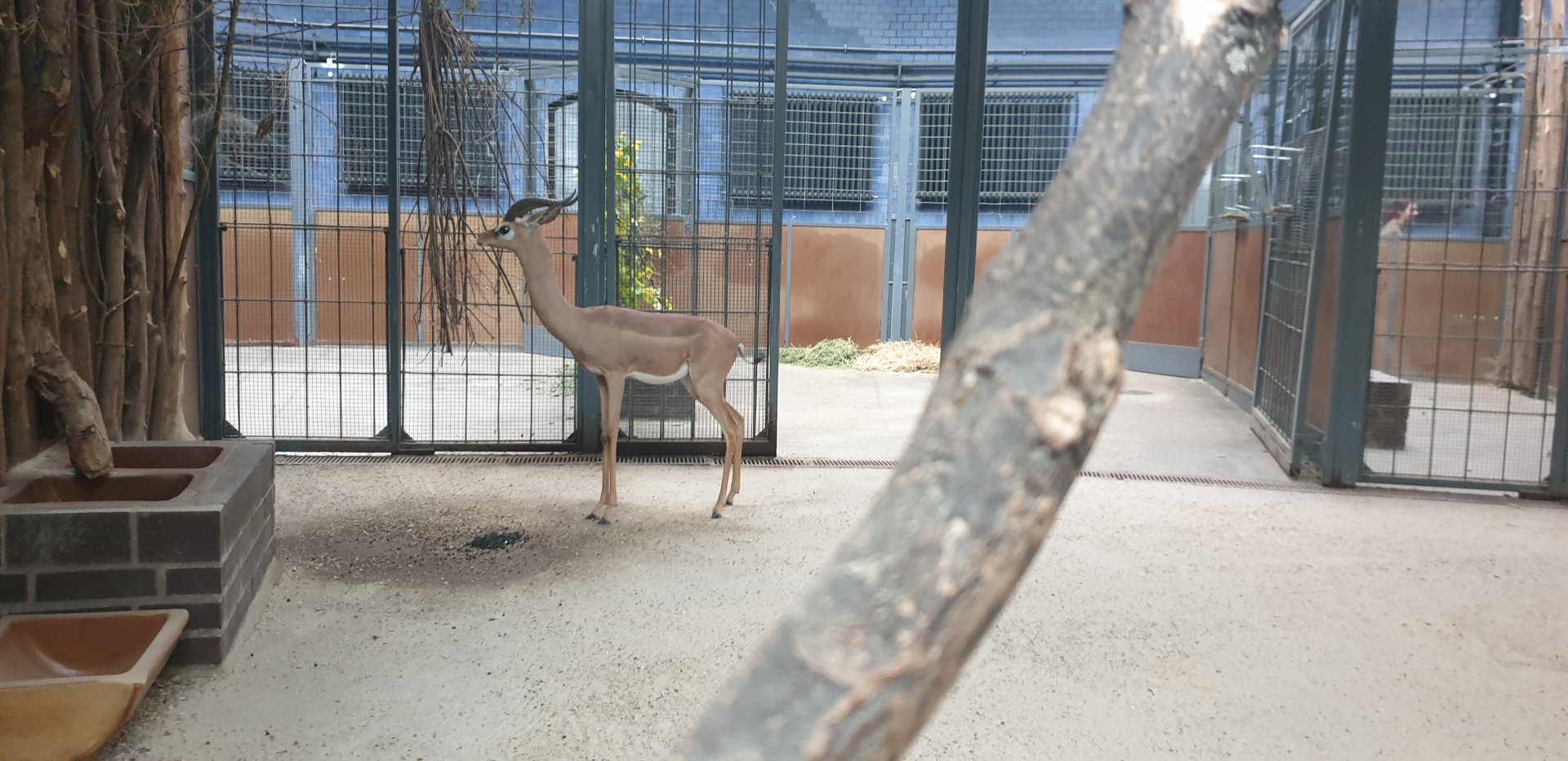 Southern gerenuk, Antelope House