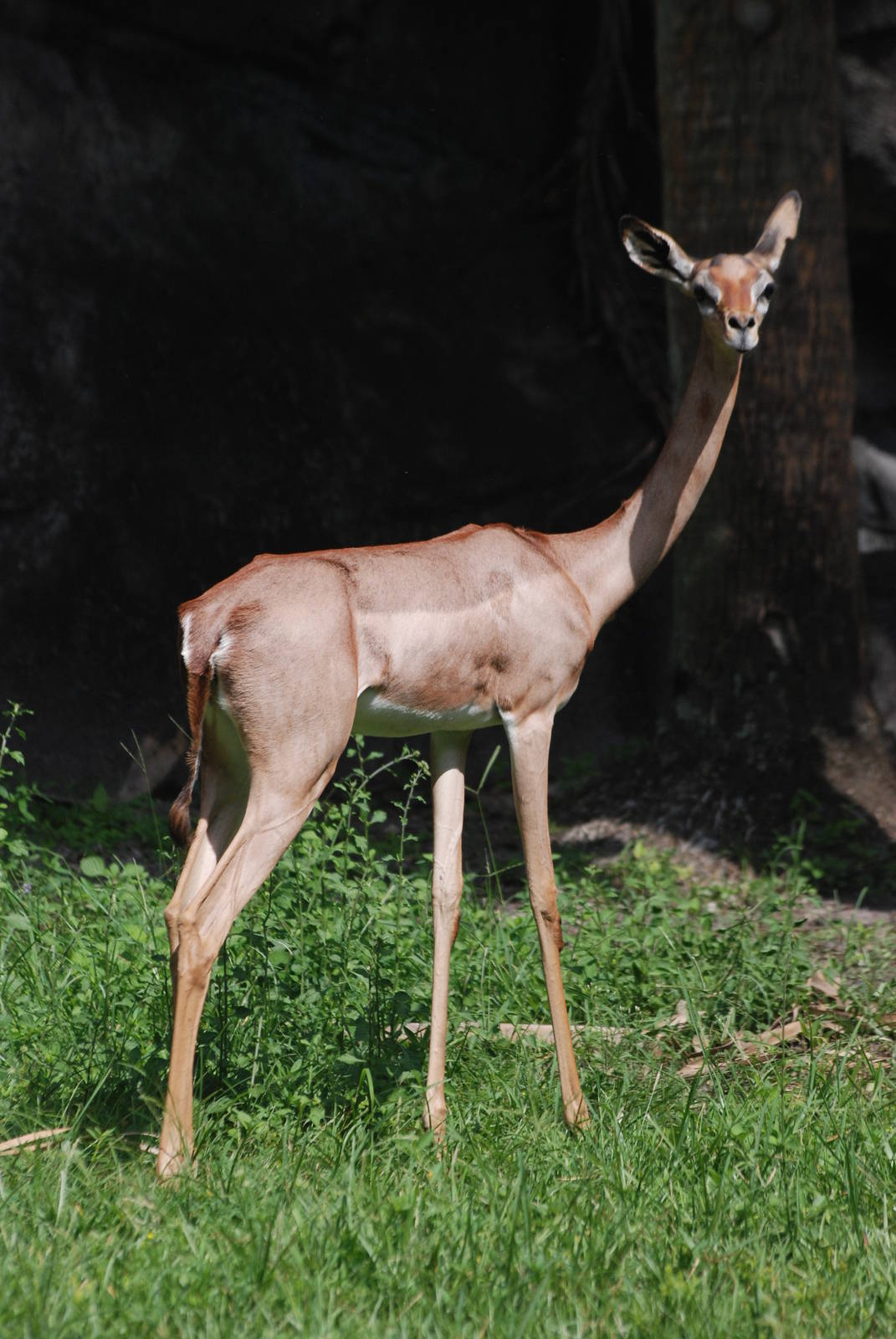 Southern Gerenuk at Miami, 12/10/13