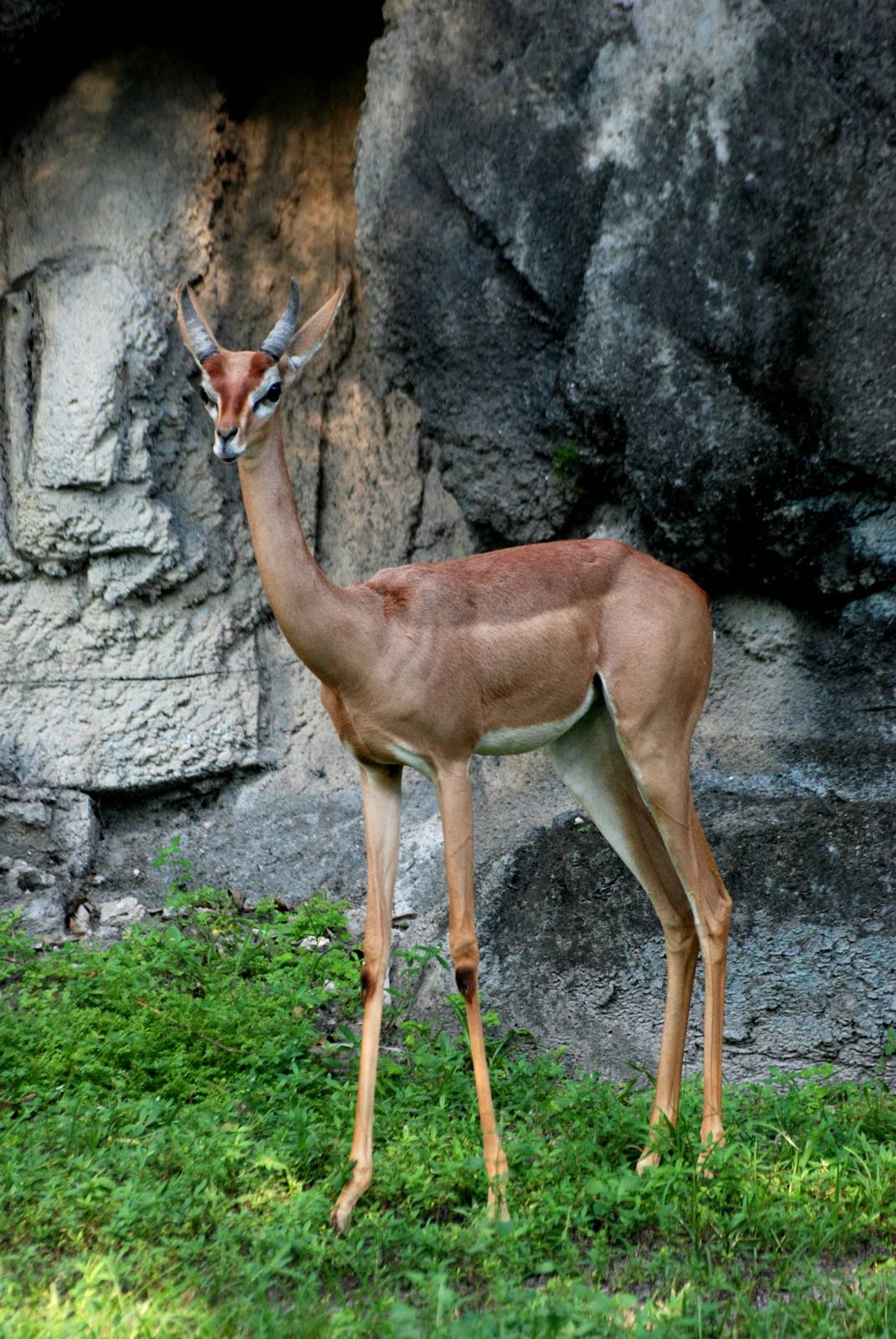 Southern Gerenuk at Miami, 12/10/13