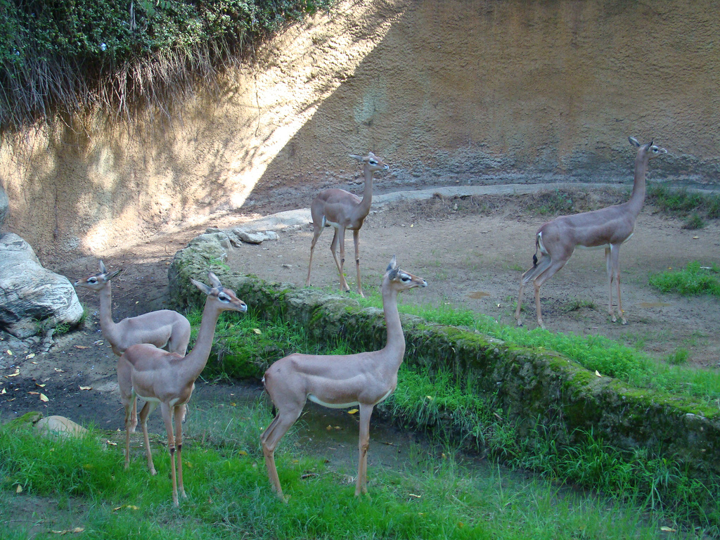 Southern Gerenuk at the Los Angeles Zoo