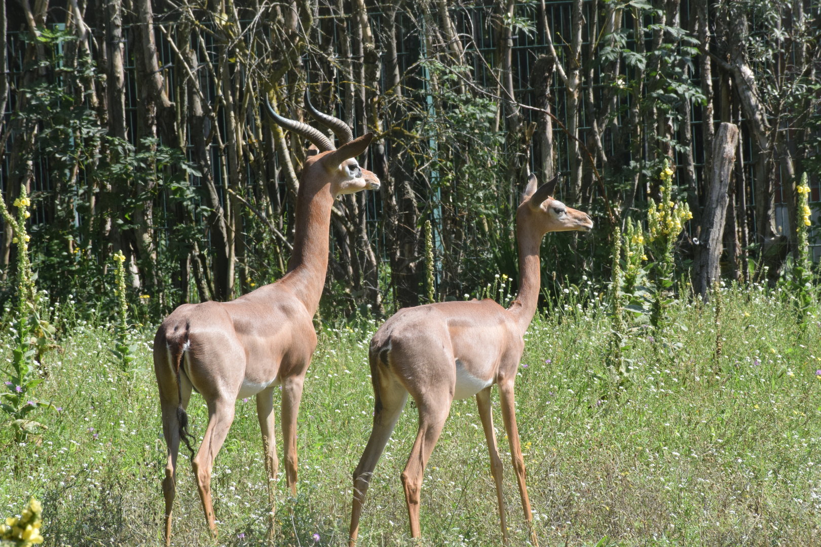 Southern gerenuk - August 2023