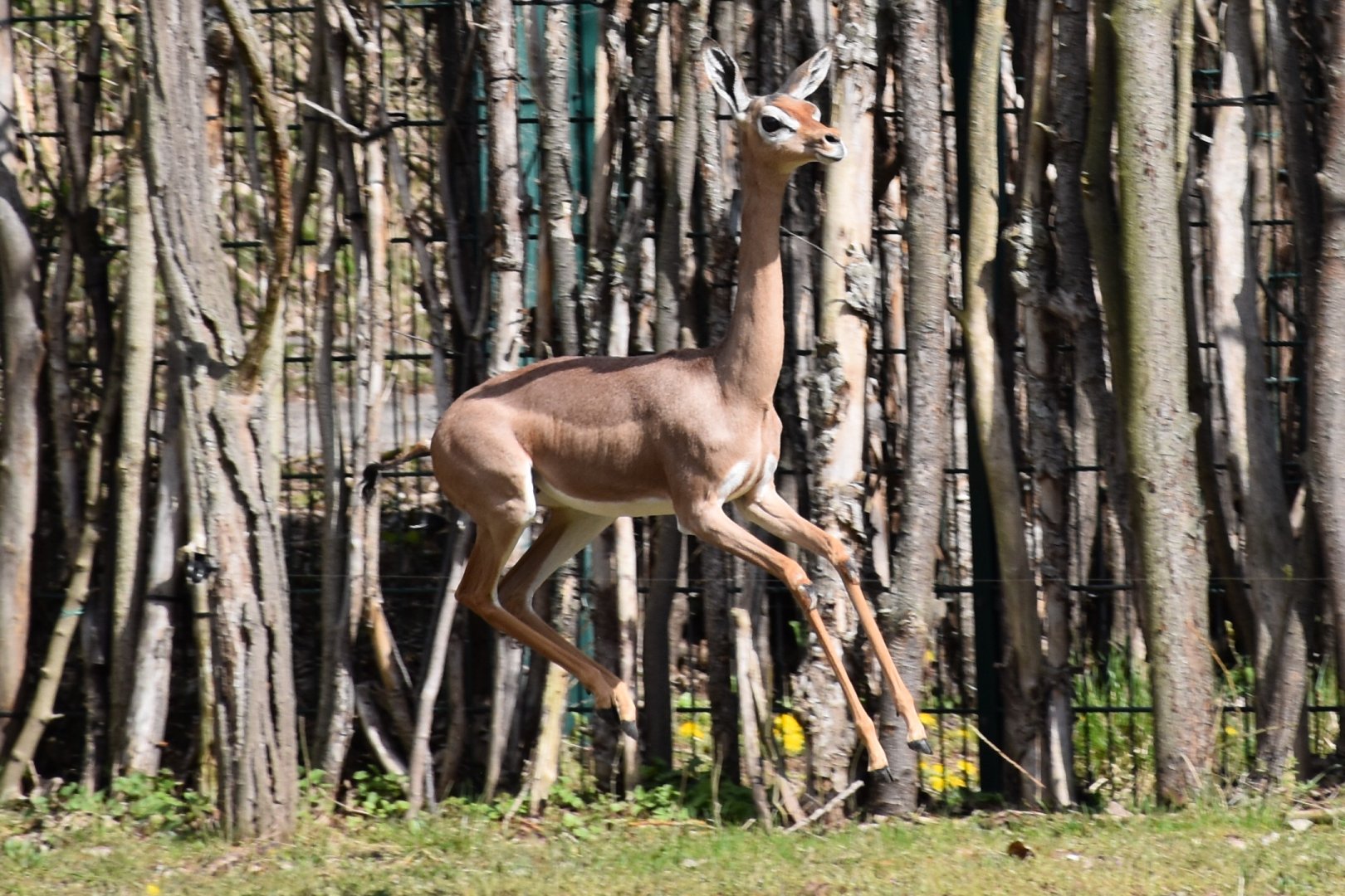 Southern gerenuk baby