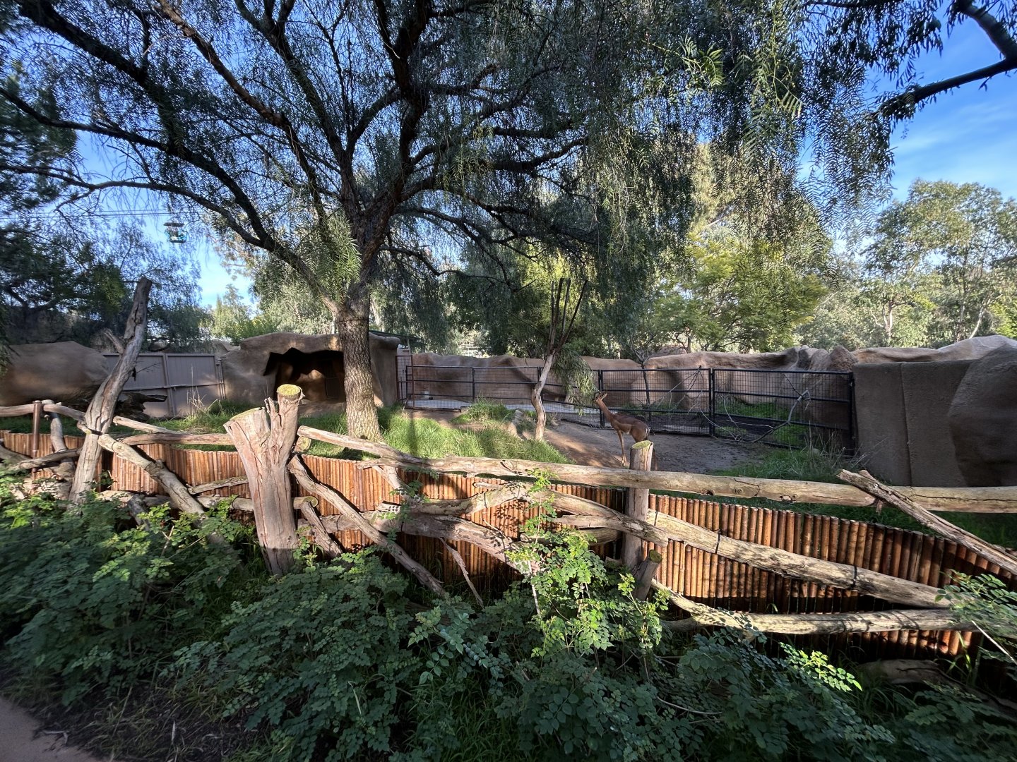 Southern Gerenuk & Blue Duiker Exhibit