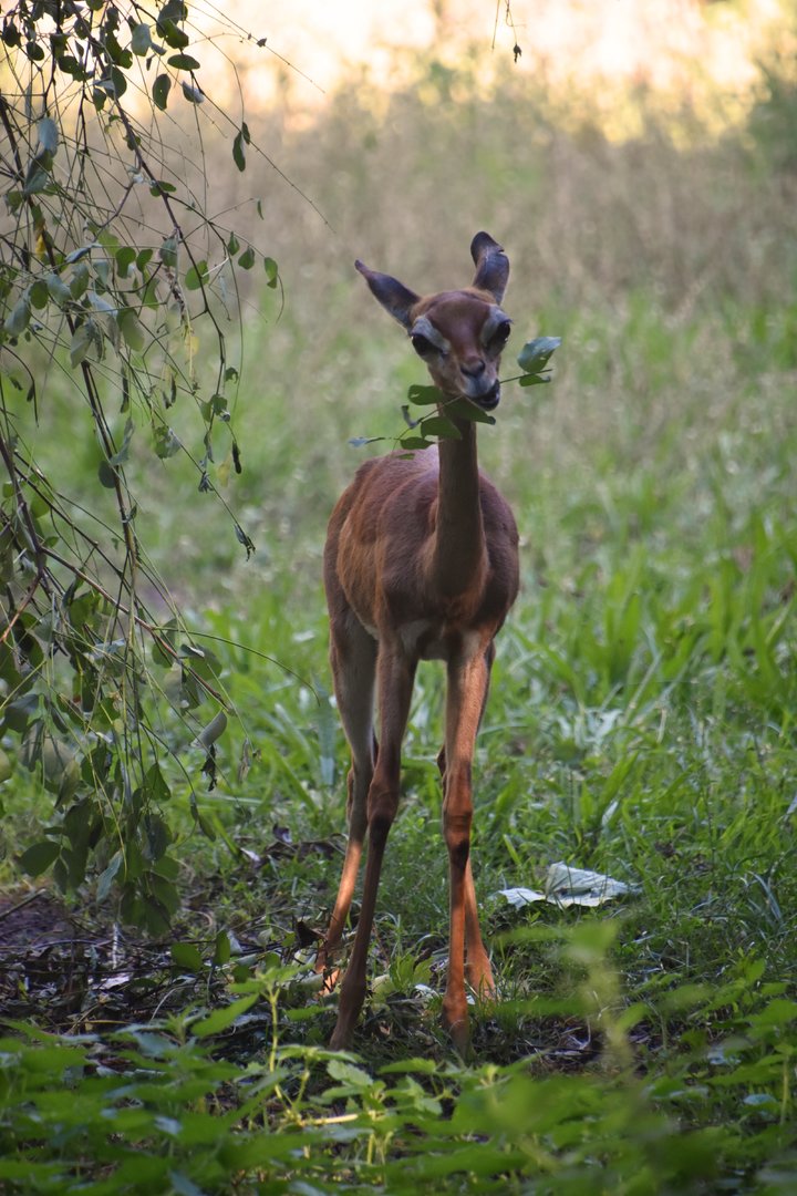 Southern gerenuk calf, Litocranius walleri