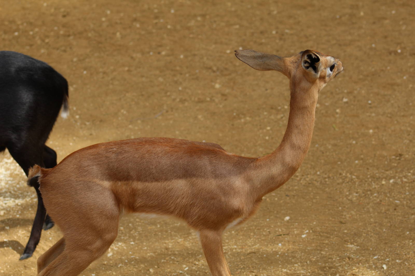 Southern Gerenuk Calf