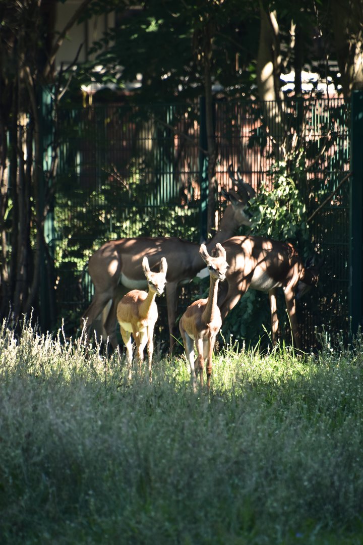 Southern gerenuk calves, Litocranius walleri