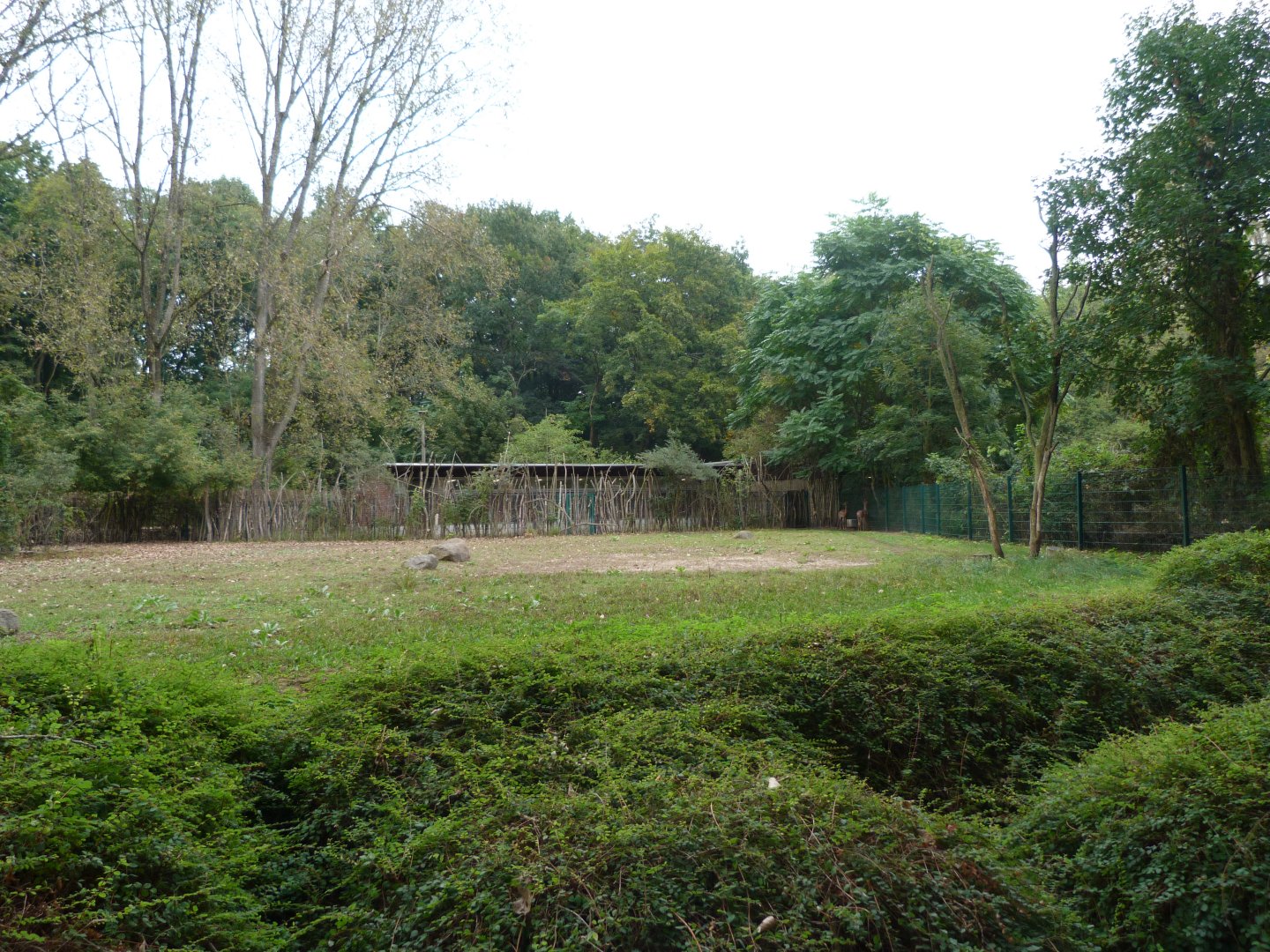 Southern gerenuk exhibit -Tierpark Berlin (2024)